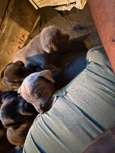 Cane corso puppies - Photo 3