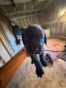 Cane corso puppies - Photo 4