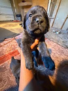 Cane corso puppies - Photo 5