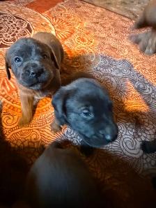 Cane corso puppies - Photo 6