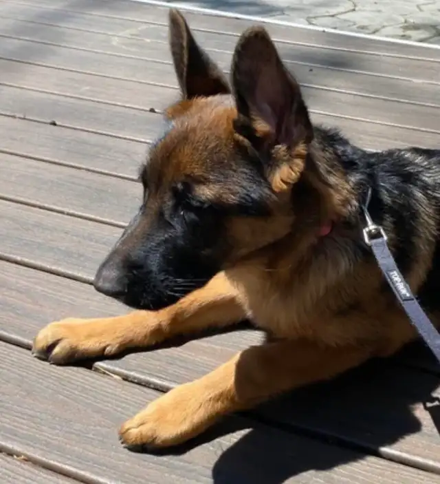 Free German Shepherd Puppy