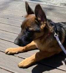 Free German Shepherd Puppy