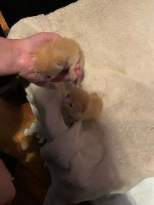 kittens seeking a mother