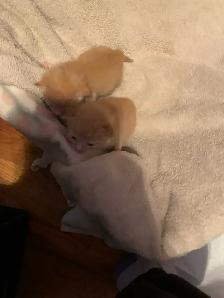 kittens seeking a mother - Photo 2