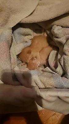 kittens seeking a mother - Photo 3