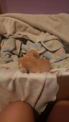 kittens seeking a mother - Photo 4