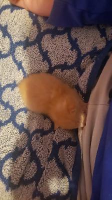 kittens seeking a mother - Photo 5