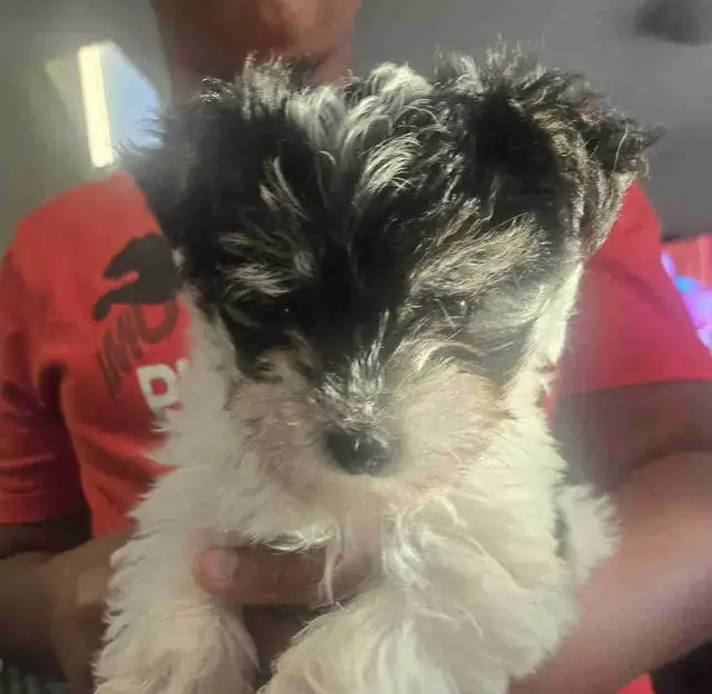 Yorkie/ Havanese