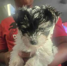Yorkie/ Havanese