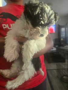 Yorkie/ Havanese - Photo 2