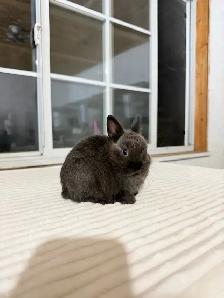 Tiny Netherland Dwarf baby bunny
