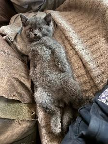 Scottish fold Siamese boys