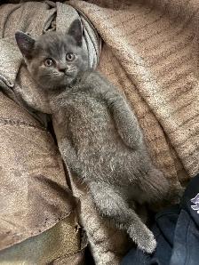 Scottish fold Siamese boys - Photo 2