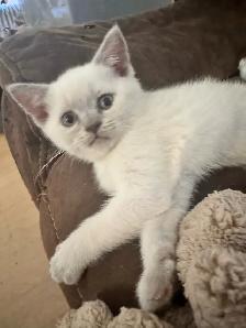 Scottish fold Siamese boys - Photo 4