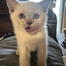 Scottish fold Siamese boys - Photo 5
