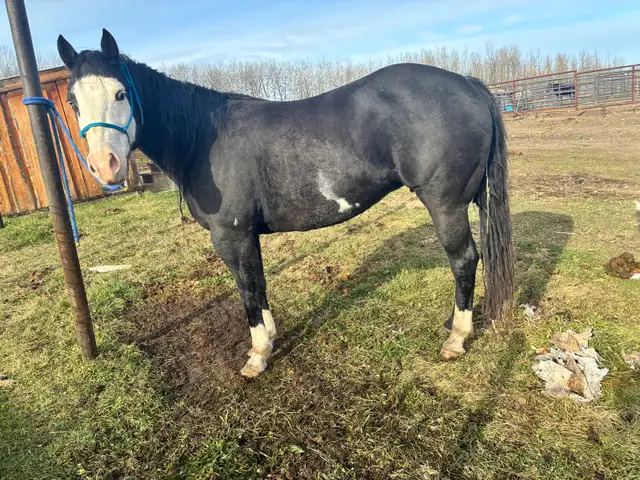 11 yr paint cross mare