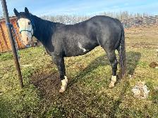 11 yr paint cross mare