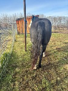 11 yr paint cross mare - Photo 2