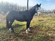 11 yr paint cross mare - Photo 3
