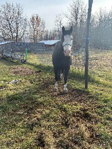 11 yr paint cross mare - Photo 4