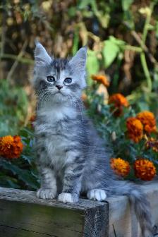 Maine Coon Kittens