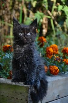 Maine Coon Kittens - Photo 2