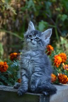 Maine Coon Kittens - Photo 3
