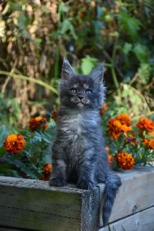 Maine Coon Kittens - Photo 4