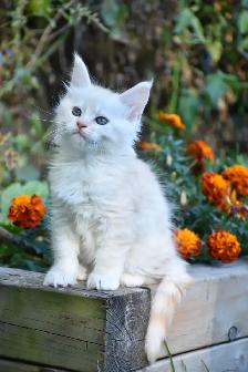 Maine Coon Kittens - Photo 5