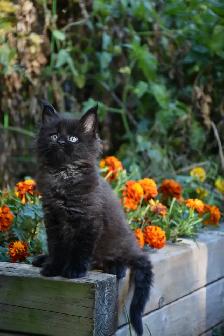 Maine Coon Kittens - Photo 6