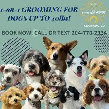 Dog Grooming
