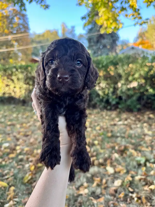 Beautiful Cockapoo Puppies!