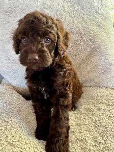Beautiful Cockapoo Puppies! - Photo 2