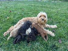 Beautiful Cockapoo Puppies! - Photo 3