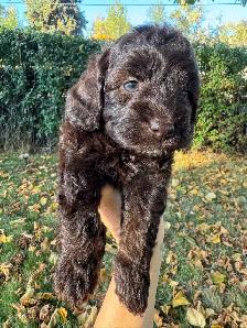 Beautiful Cockapoo Puppies! - Photo 4