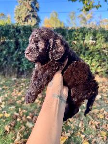 Beautiful Cockapoo Puppies! - Photo 5