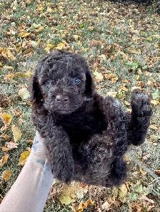 Beautiful Cockapoo Puppies! - Photo 6