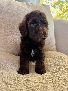 Beautiful Cockapoo Puppies! - Photo 7