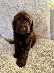 Beautiful Cockapoo Puppies! - Photo 8