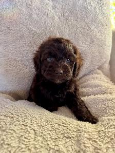 Beautiful Cockapoo Puppies! - Photo 9