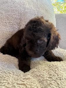 Beautiful Cockapoo Puppies! - Photo 10