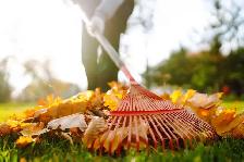 LEAVES REMOVAL