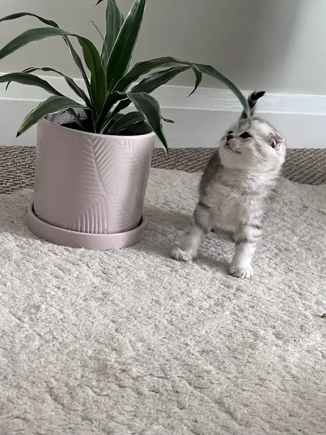 Scottish fold kitten