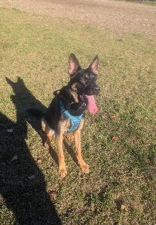 2 year old male German Shepherd needs a new home