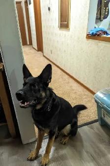2 year old male German Shepherd needs a new home - Photo 2