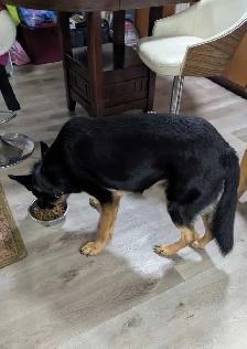 2 year old male German Shepherd needs a new home - Photo 3