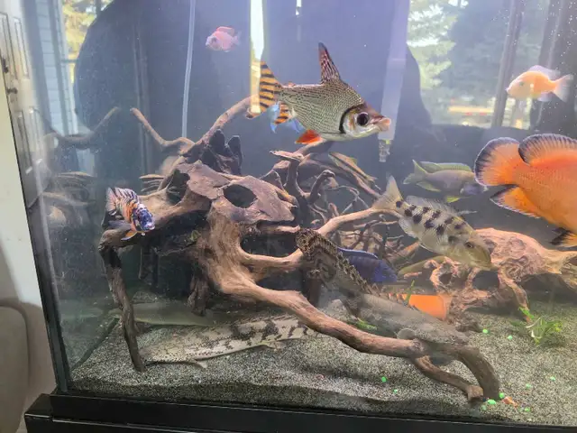 rehoming fish