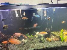 rehoming fish - Photo 2