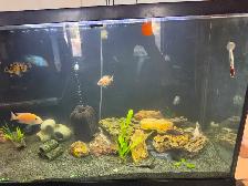 rehoming fish - Photo 3