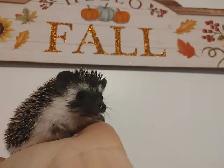 Cory! Sweet dark masked S&p baby boy hedgehog!